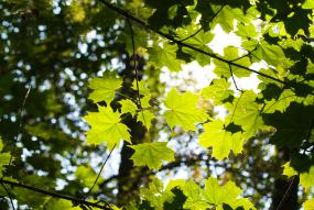 leafy trees photo