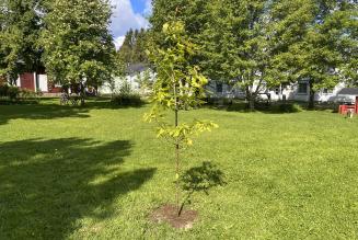 Vastuun taimi 2020 Valamon luostari