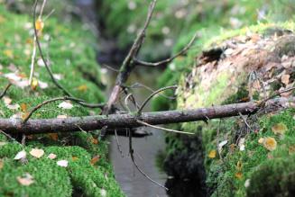 kuvituskuva metsäpuro