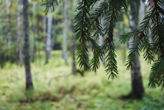 Kuusenneulaset lähikuvassa