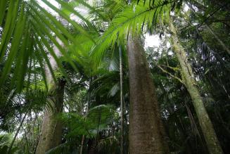 Brasilialaista sademetsää