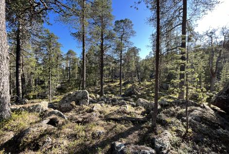 Inari metsä