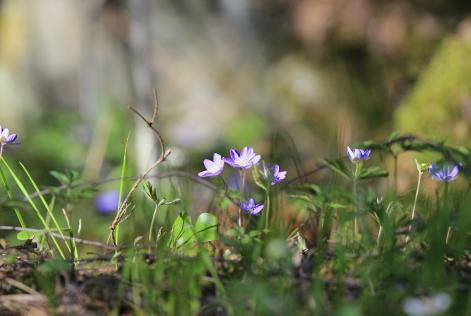 Kukkia metsässä