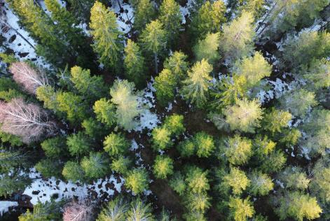 Metsä ylhäältä kuvattuna