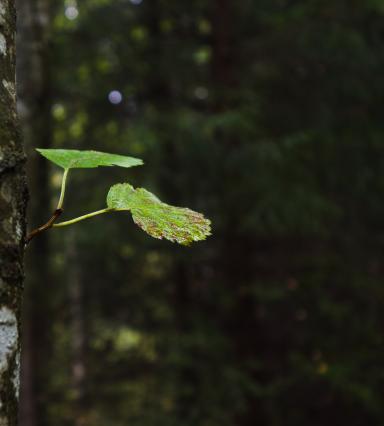 Koivunlehti