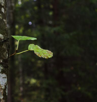 Koivunlehti