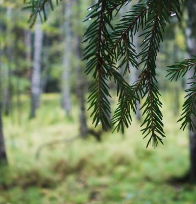 metsä kuusenoksa