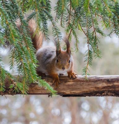 oksa orava