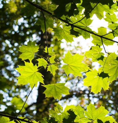 leafy trees photo
