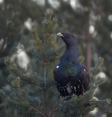 Metso © Tomi Muukkonen