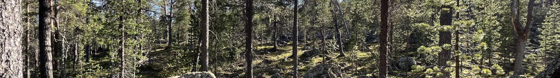 Inari metsä