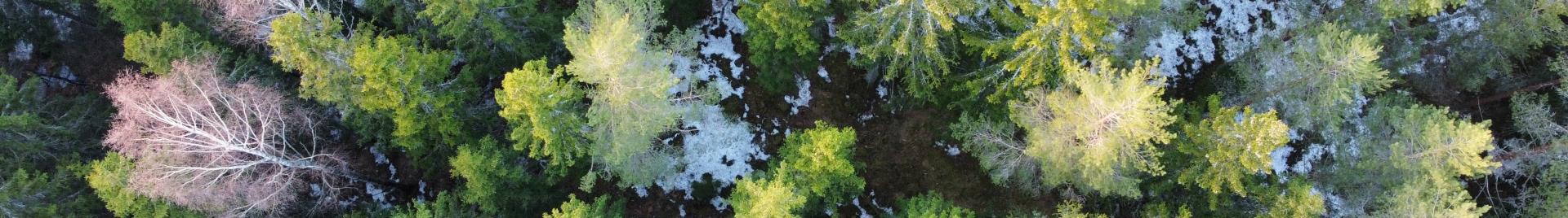 Metsä ylhäältä kuvattuna