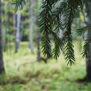 Kuusenneulaset lähikuvassa