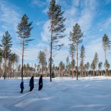 Talvimetsää Liperissä