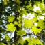 leafy trees photo